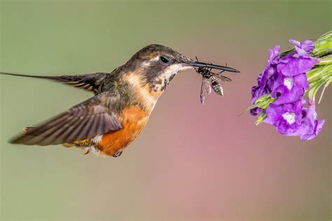 Do Hummingbirds Feed on Insects? | Extension Entomology