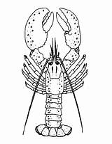 Lobster coloring Page  Free Printable Coloring Pages sketch template