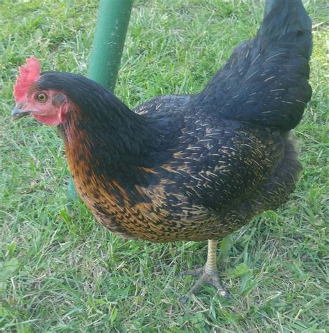 Australorp | Chickens, Rooster, Animals