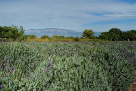 Los Poblanos Lavender Farm - Cornelia McNamara Flowers