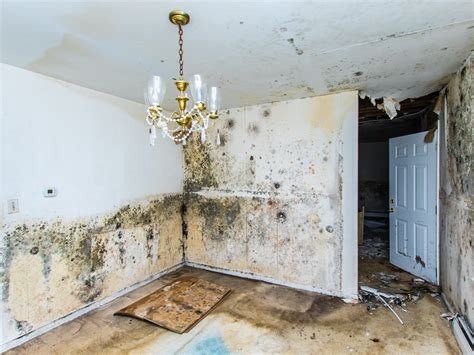 Mold Damage And How It Spreads Throughout Your Home | Yellow Van Cleaning & Restoration