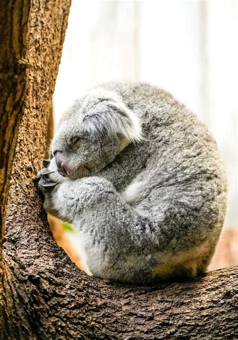 Sleeping koala in a tree stock photo. Image of australian - 303686370