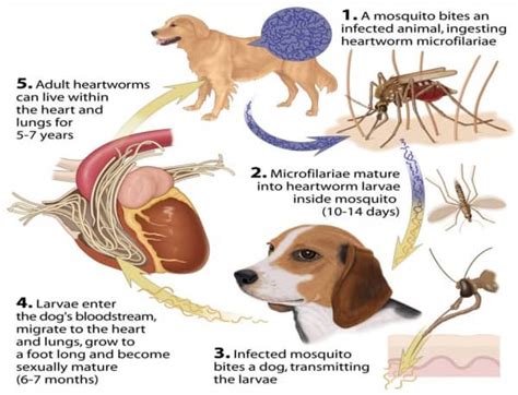 8 Important Cause of Sudden Death in Dogs