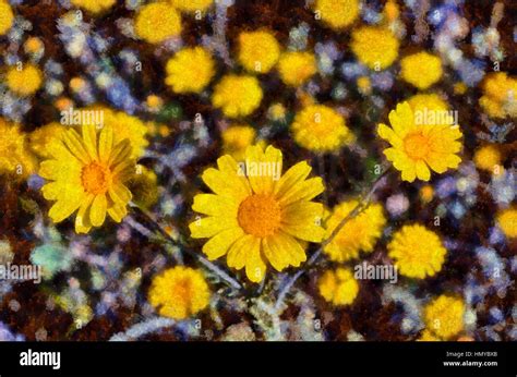 Daisy and wildflowers painting hi-res stock photography and images - Alamy