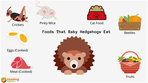 What Do Baby Hedgehogs Eat? - Feeding Nature