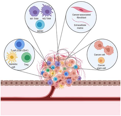 Frontiers | Therapy-Induced Modulation of the Tumor Microenvironment ...