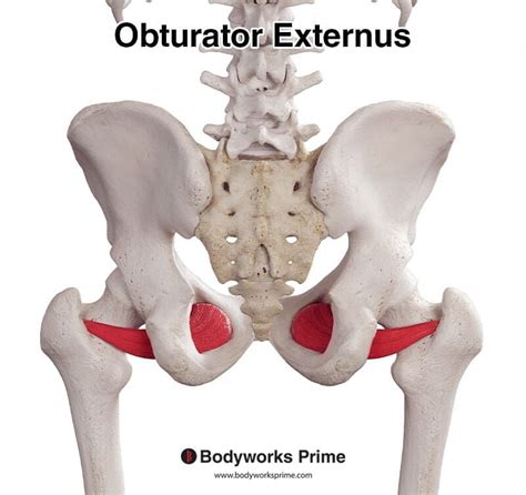 Obturator Externus Muscle Anatomy - Bodyworks Prime