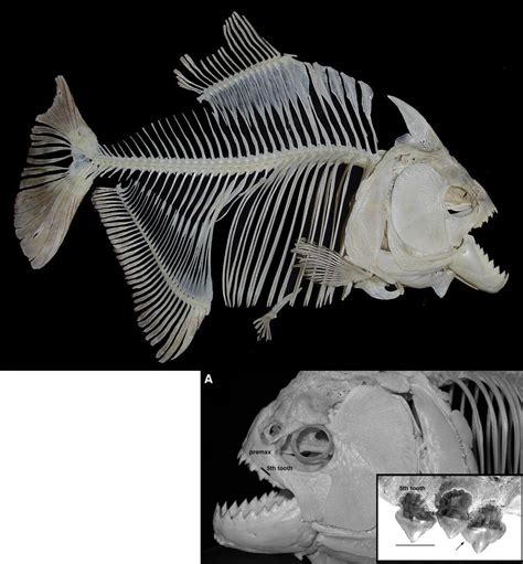 Species New to Science: [PaleoIchthyology • 2012] Mega-Bites: Extreme jaw forces of living and ...