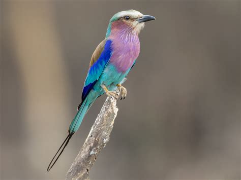 Lilac-breasted Roller - eBird Japan