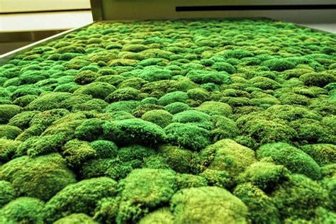 What do you know about Preserved Moss and Plant Walls? — Urbanstrong