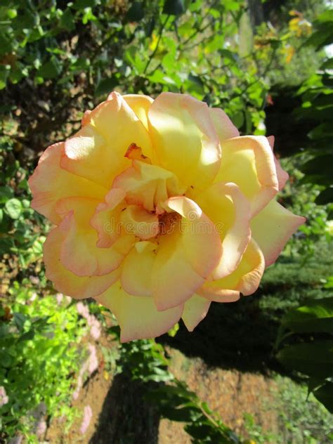 Garden yellow rose stock image. Image of real, decorative - 100694077