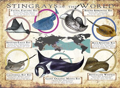 Stingray Species of the World Poster Print