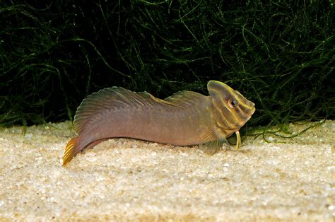 First Captive Breeding of the "Freshwater" Top Hat Blenny - AMAZONAS ...