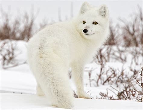 Arctic Fox