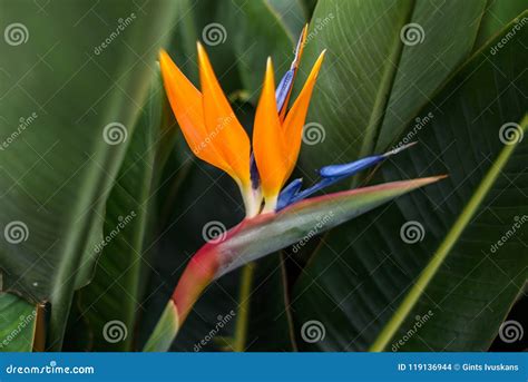 Strelitzia Flower on Green Leaves. Stock Photo - Image of portugal ...