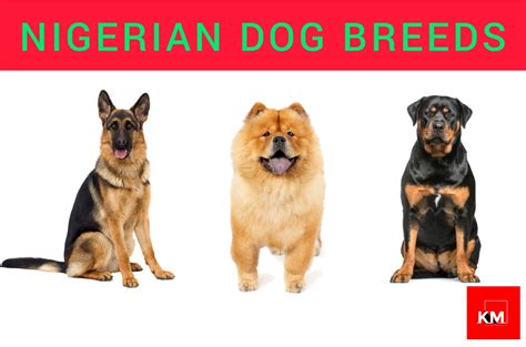 Top 10 Best Dog Breeds In Nigeria 2023 - Kenyan Magazine