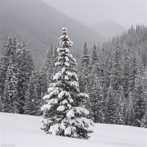 Snowy Trees | Snowy pine tree with steep forest behind. | Snowy trees, Winter painting, Winter ...