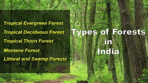 Types of Forests in India - Evergreen, Deciduous, Thorny, Montane, Littoral Swamp - YouTube