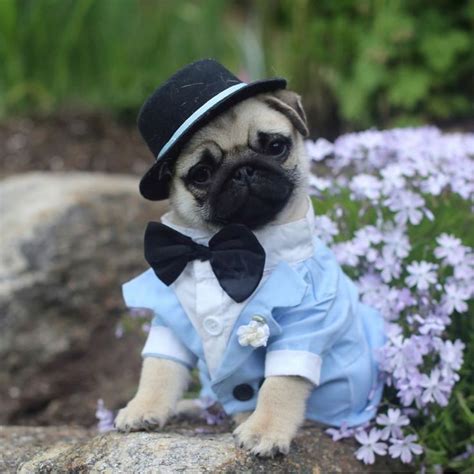 pug-crazy.com | Dog costumes funny, Cute pugs, Pug puppies