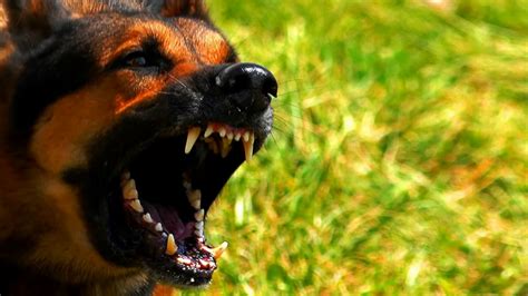 Loud Dog Barking Sound Effect - YouTube