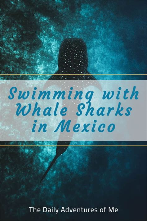 Swimming with Whale Sharks in Mexico - The Daily Adventures of Me