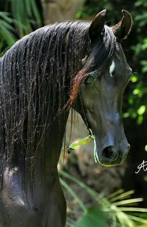 Pin by Jodi Day on Equine - The Elegant Arabian | Horses, Black arabian horse, Arabian horse