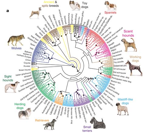 Genetics provide powerful evidence of evolution | The Logic of Science