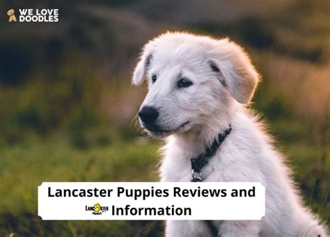 Lancaster Puppies Reviews and Information! (2024) - We Love Doodles