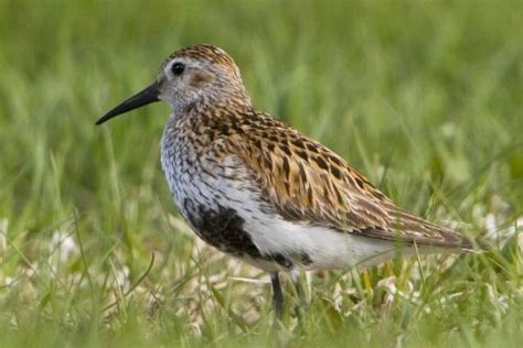 Dunlin - BirdWatch Ireland