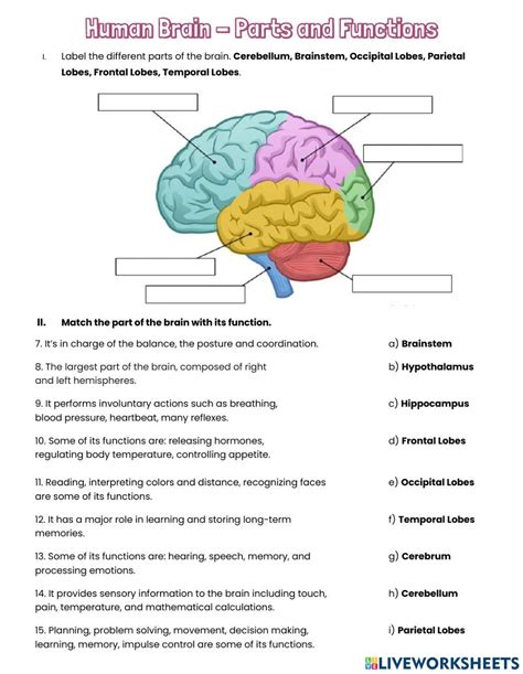 Human Brain - Parts and Functions worksheet Nurse Study Notes, Nursing Study, Brain Anatomy ...