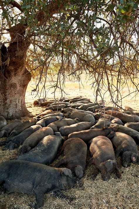 For the first time, Spain’s prized Iberian pigs being raised in California