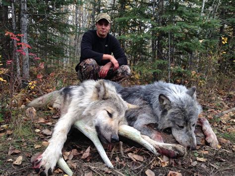 Wolf Hunting Gallery – Wild Kakwa Outfitters