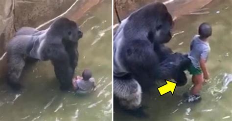 Zookeeper Makes Shocking Revelations Relating To Harambe’s Death