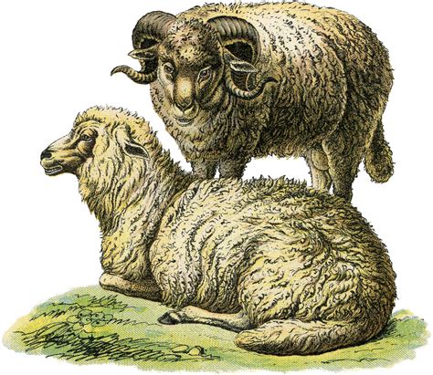 Realistic Sheep Illustration - The Graphics Fairy