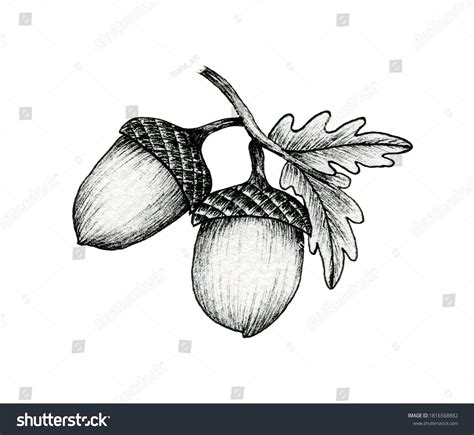 12,115 Acorn sketch Images, Stock Photos & Vectors | Shutterstock