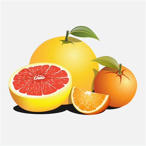 Citrus orange fruit set 686457 Vector Art at Vecteezy