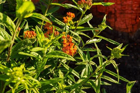 Orange Butterfly Bush in the Garden at Dawn Stock Image - Image of flower, orange: 122026291