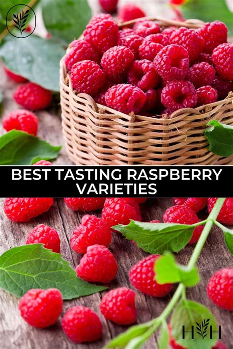 21 best-tasting raspberry varieties Discover flavorful picks