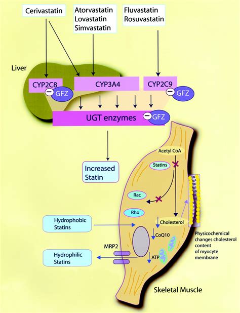 slsi.lk - how long for sulfatrim to work | How are statins excreted apologise