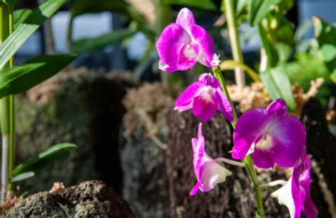 Cooktown Orchids – Australian Native Orchid Growing Guide