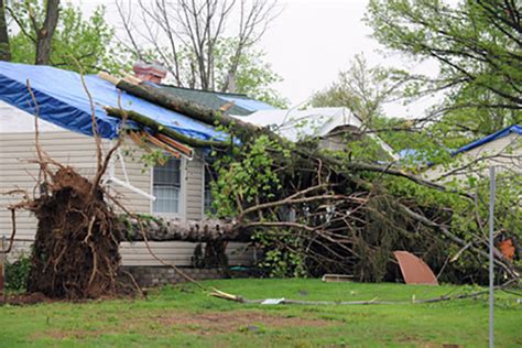 Wind Damage | Storm Damage | Sierra Restoration