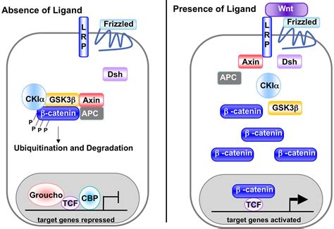 Wnt Signaling Pathway Animation ~ Wnt Signaling Pathway Diagram ...