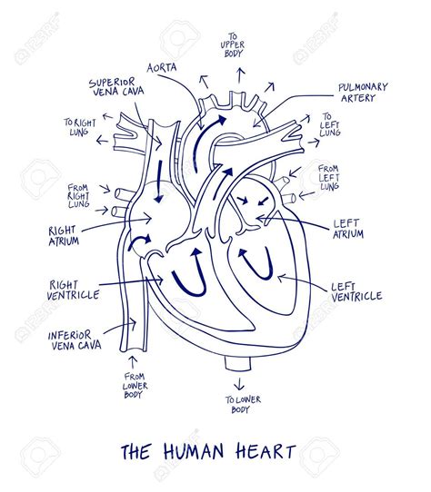 Sketch Human Heart Diagram Labeled - fallinlovewithyou-raura