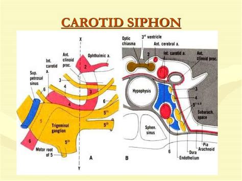 PPT - BLOOD SUPPLY OF BRAIN PowerPoint Presentation - ID:6246371