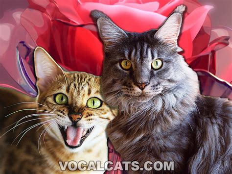 Maine Coon Bengal Mix: Complete Guide - Vocal Cats