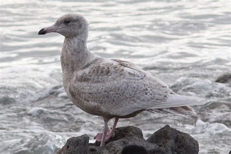 Glaucous Gull - BirdWatch Ireland