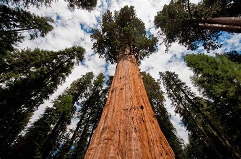 Giant Sequoia Tree Facts, Distribution, Growth Rate, Pictures