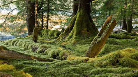 Gwaii Haanas – Bing Wallpaper Download