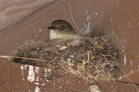 Nesting Eastern Phoebe - Birds and Blooms