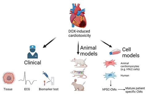 Doxorubicin Cardiotoxicity